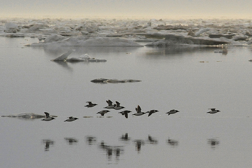NATURE 15